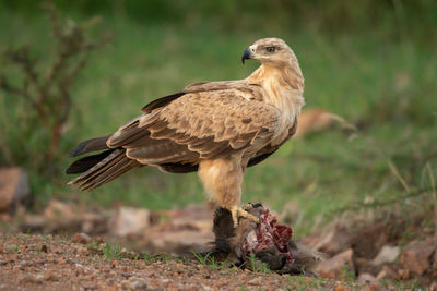 Tawny eagle stands on kill turning back