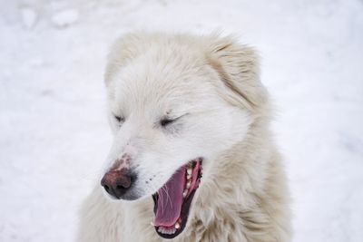 Close-up of a dog