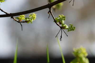 Close-up of plant