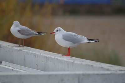 Seagull perching on railing