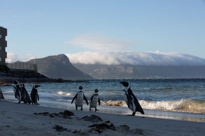 Penguins perching at beach against sky