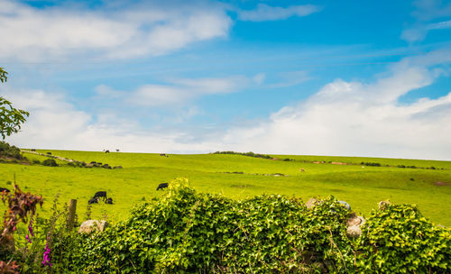 Scenic view of field against sky
