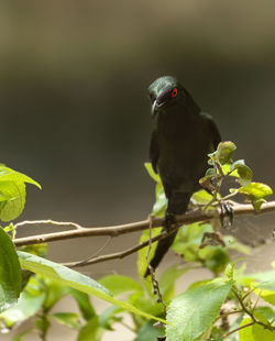 Close-up of bird perching on leaf