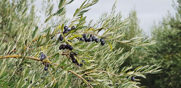 Close-up of bird perching on plant against sky