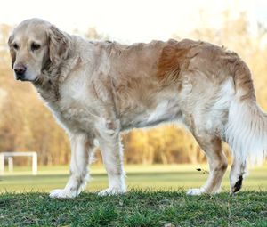 Full length of a dog on field