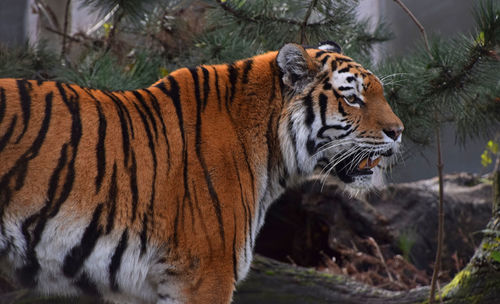 Siberian tiger looking away at zoo