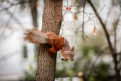Close-up of squirrel on tree