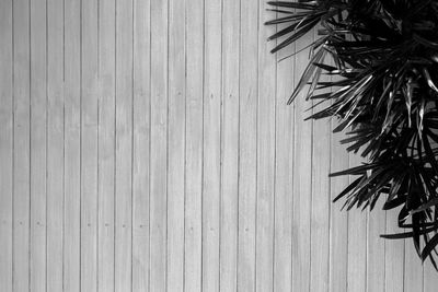 Low angle view of palm tree against wall