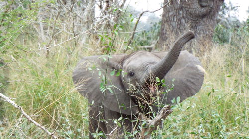 Elephant in a forest