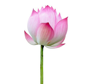 Close-up of pink water lily against white background
