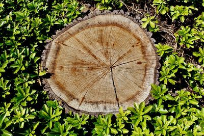 Directly above shot of tree stump in forest