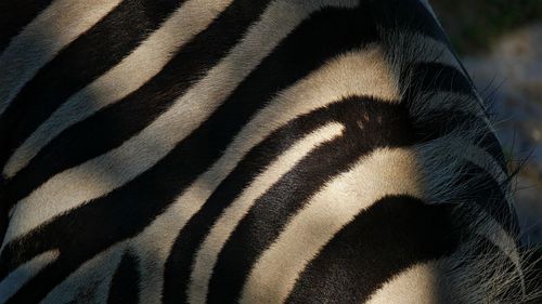 Close-up of zebra