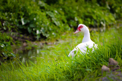 View of a bird on grass