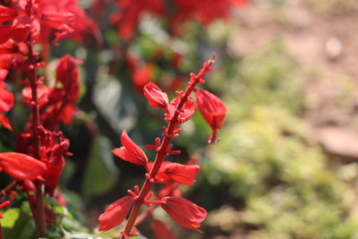 Close-up of red flower