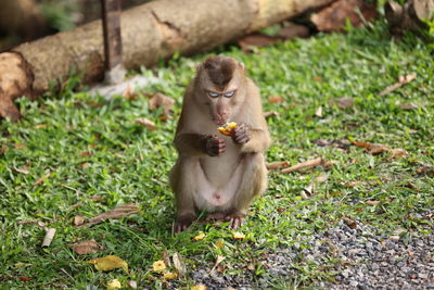 Monkey sitting on field