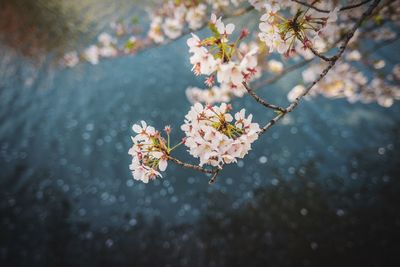 Close-up of cherry blossoms on tree