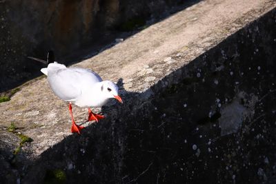 High angle view of bird perching on water