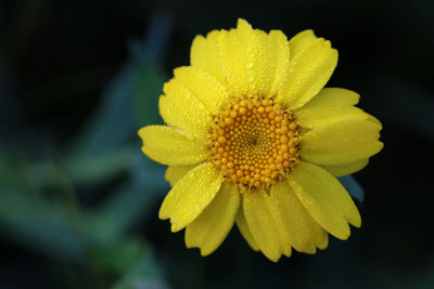 Close-up of yellow flower