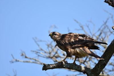 Low angle view of bird perching on branch against sky