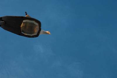 Low angle view of seagull flying in sky