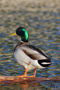 Duck on a lake