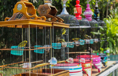 Multi colored birds in cage for sale at market