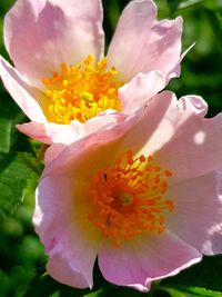 Close-up of pink flower