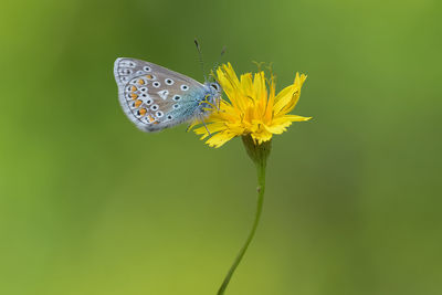 Close-up of butterfly pollinating on yellow flower