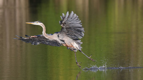 Bird flying over lake