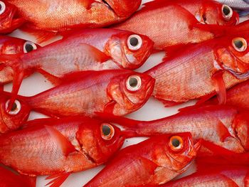 Full frame shot of fish for sale at market