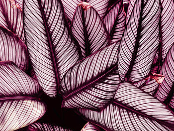 Abstract white background, detail of tropical foliage, toned process