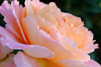 Close-up of flower blooming outdoors