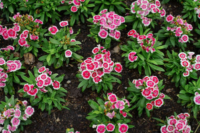 High angle view of pink flowering plants