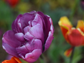 Close-up of pink tulips blooming outdoors