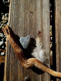 Close-up of lizard on wooden fence