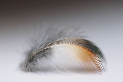 Close-up of feather against white background