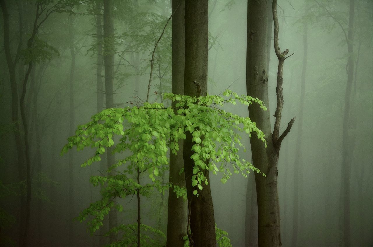 growth, tree, tree trunk, green color, plant, nature, tranquility, forest, beauty in nature, growing, green, leaf, branch, day, no people, tranquil scene, outdoors, woodland, wood - material, ivy