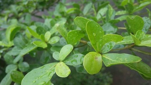 Close-up of green leaves
