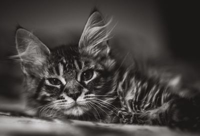 Close-up portrait of cat