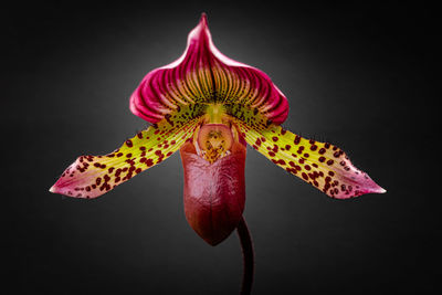 Close-up of pink rose flower against black background