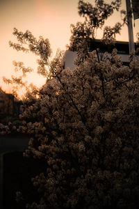 Low angle view of flowering trees and plants against sky during sunset