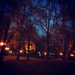 Bare trees against sky at night