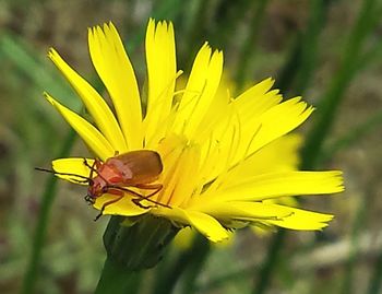 Close-up of yellow flower