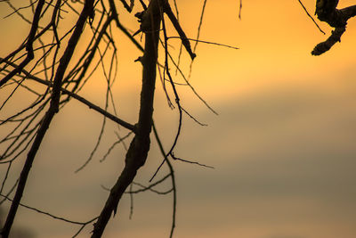 Close-up of silhouette branches against sky at sunset