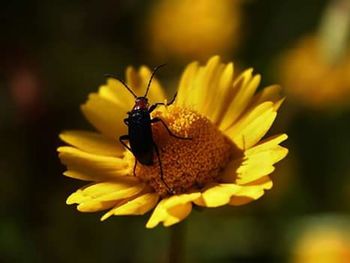 Close-up of butterfly pollinating on yellow flower