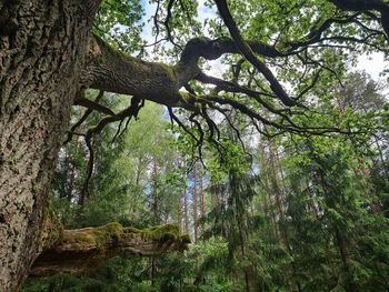 Low angle view of trees in forest