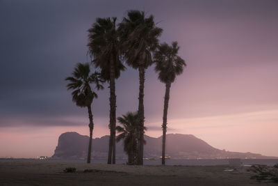 Palm trees by sea against sky during sunset