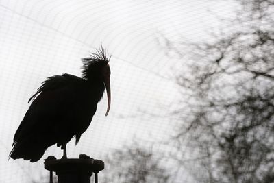 Low angle view of bird perching on pole against sky