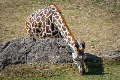 View of giraffe on land