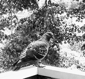 Close-up of bird perching